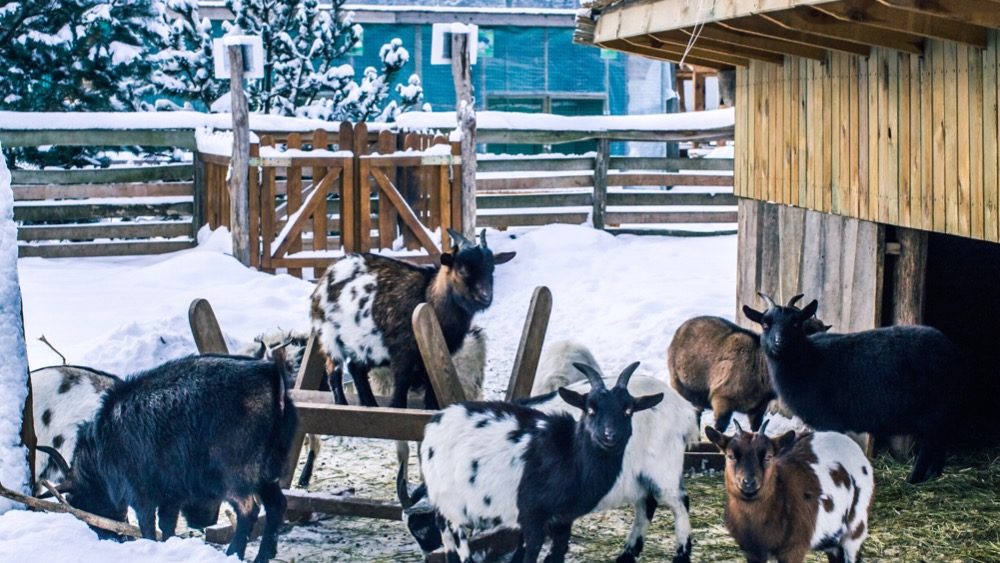 winter-corral-for-goats-2021-09-01-01-41-57-utc_ccexpress