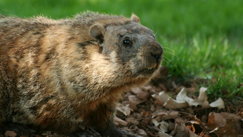 groundhog-popping-out-of-his-hole-2021-08-26-16-21-31-utc_ccexpress