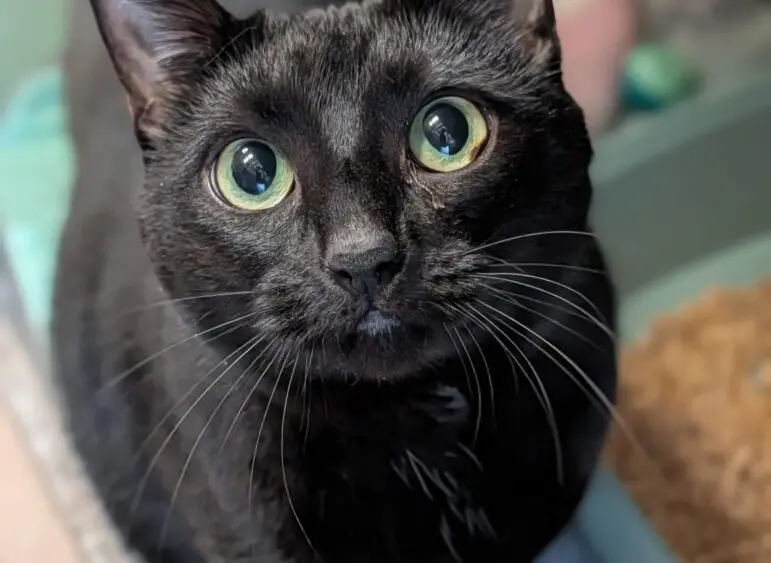 begonia-771x1024383869-1