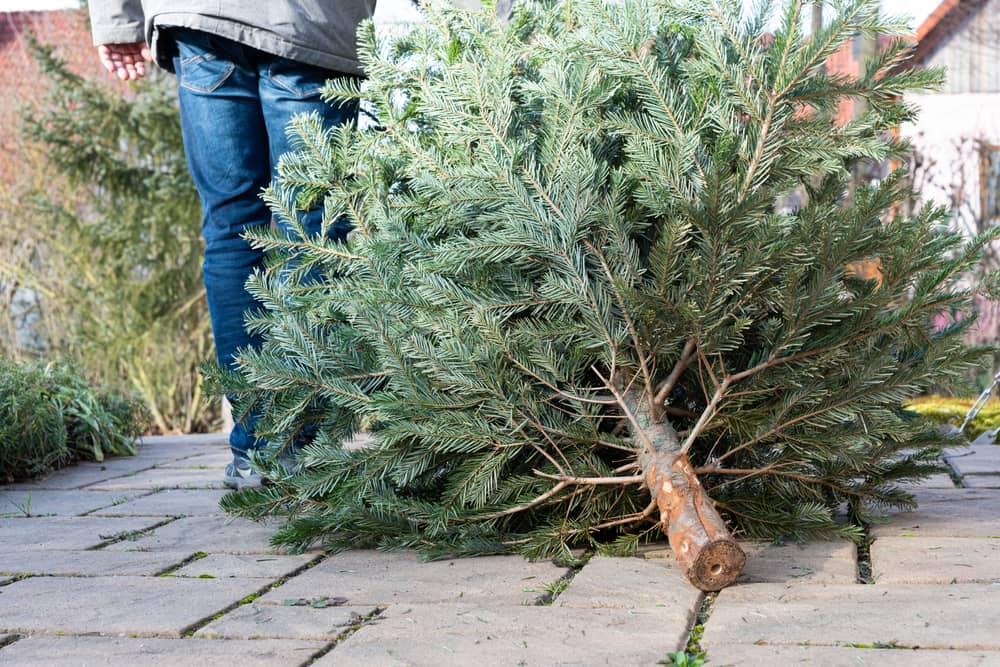 Springfield Illinois Christmas Tree Pickup 2022 Springfield Offers Details Of Free Curbside Christmas Tree Pickup | 92.7  Wmay