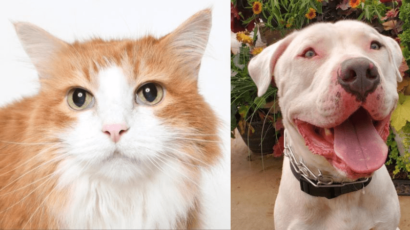 Meet Sawtooth and Chance–  Our APL Pet Projects This Week