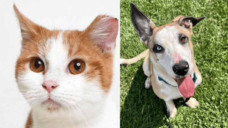Meet Tigger and Marty-  Our APL Pet Projects This Week