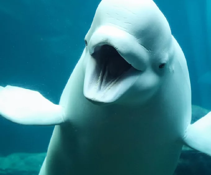 beluga-whale-webcam-9