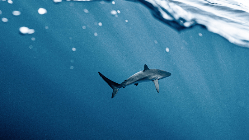shark-canva-3