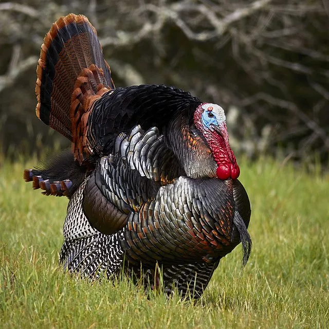 Illinois youth break turkey season record with just over 2,000 birds