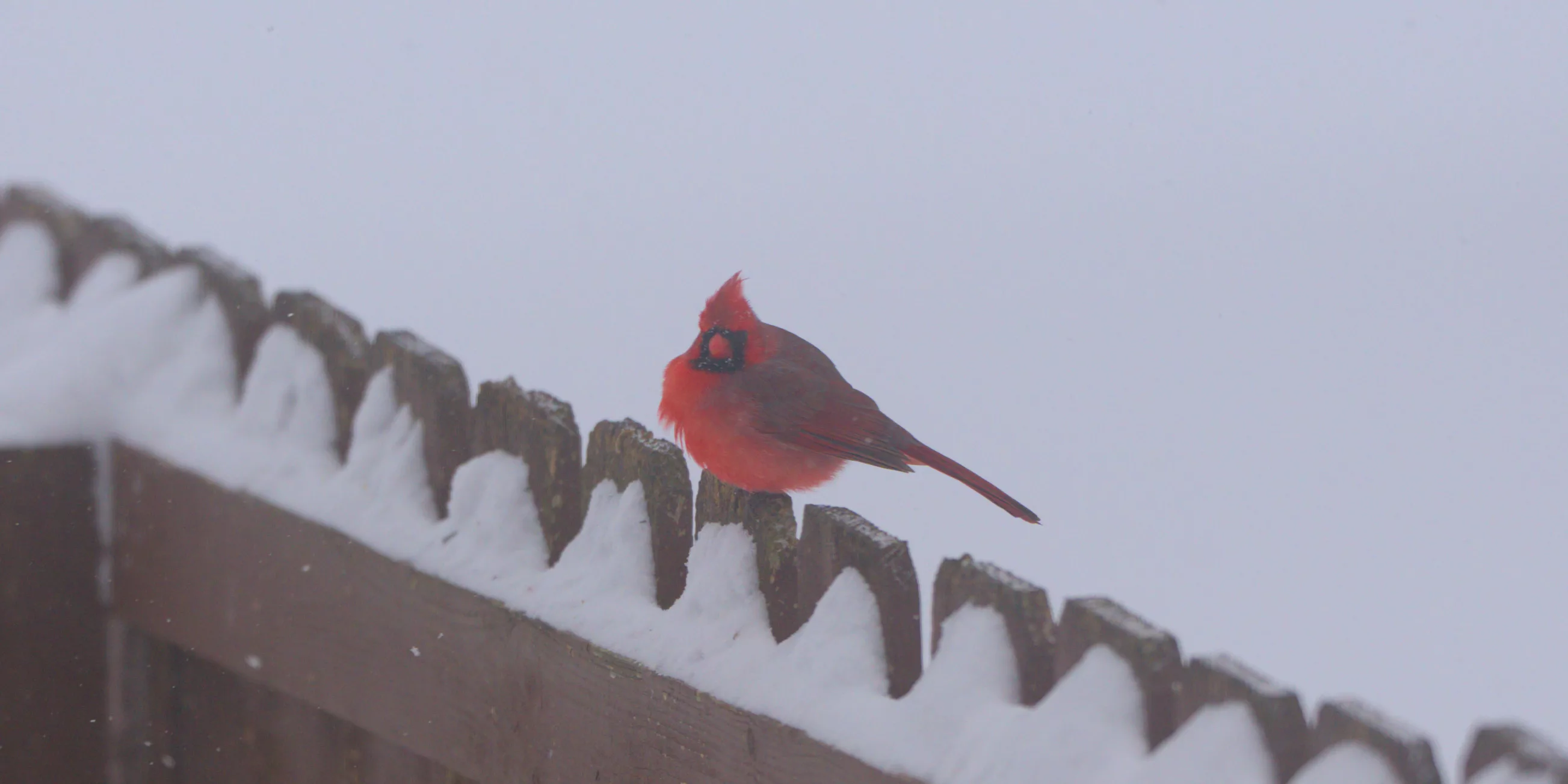 Heavy snow, cold temperatures batter Central Illinois as Winter Weather ...