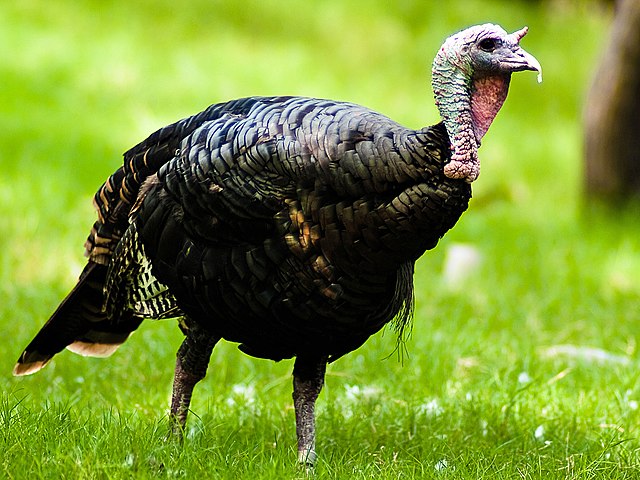 640px-wild_turkey-jpg