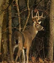 deer-hunting-jpg-2
