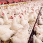 13th bird flu case in Nebraska prompts slaughter of 1.8 million chickens