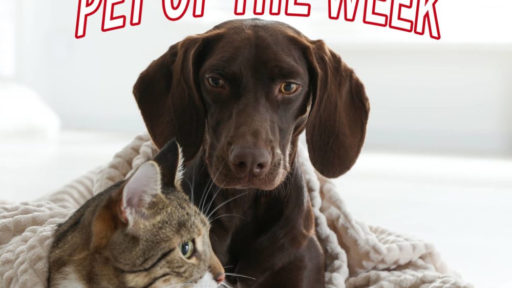 kdkdpetoftheweek_cover