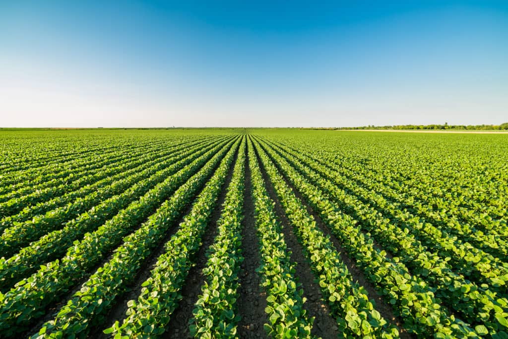 greenripeningsoybeanfieldagriculturallandscape