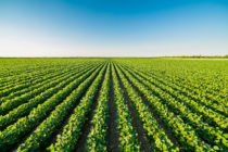 greenripeningsoybeanfieldagriculturallandscape