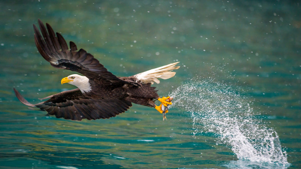 americanbaldeagleswoopingtocatchfishinalaskankenai