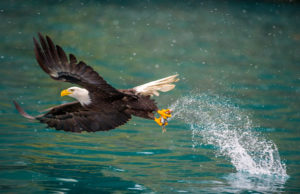 americanbaldeagleswoopingtocatchfishinalaskankenai