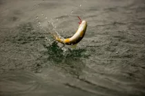 mdc-trout2