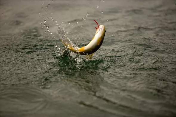 mdc-trout2
