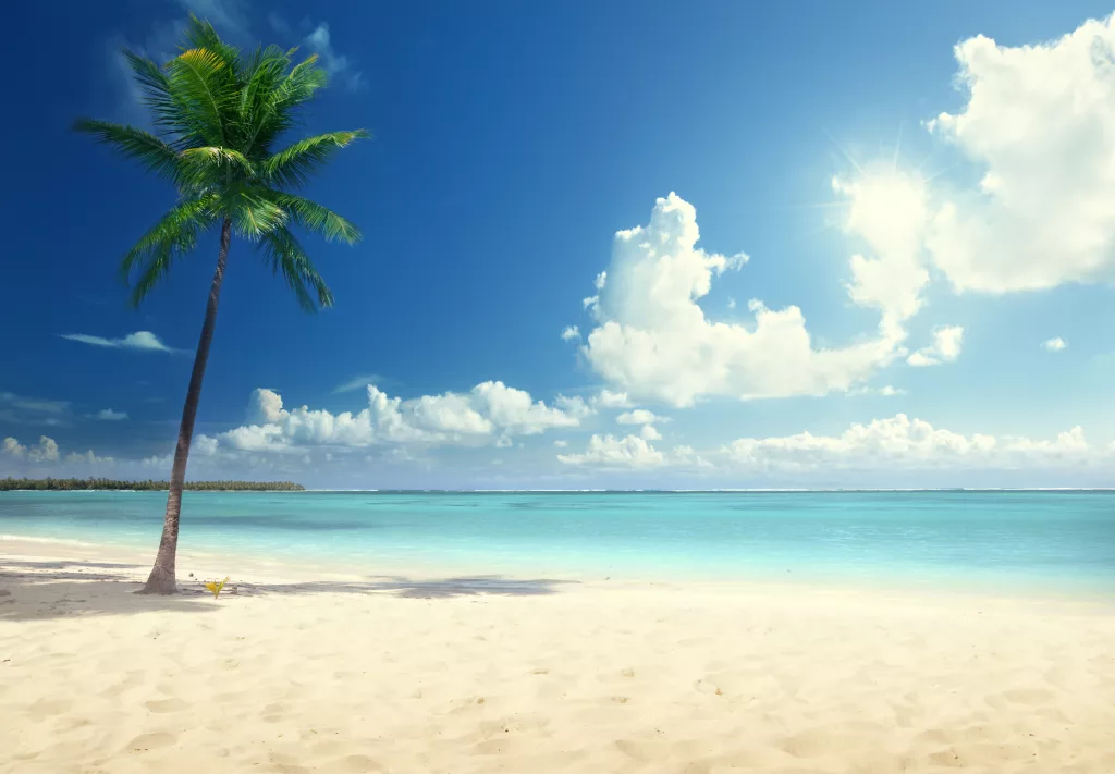 palmandbeach