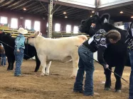 missouri-state-fair-cattle-judging-missourinet-photo