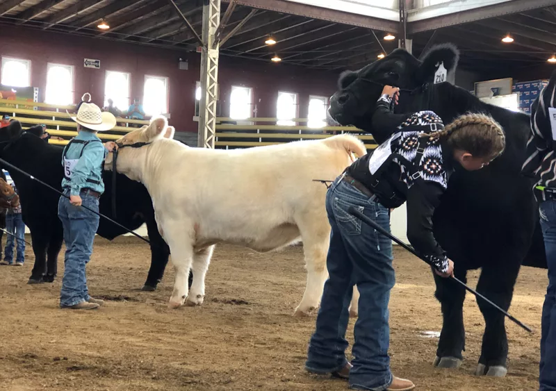 missouri-state-fair-cattle-judging-missourinet-photo
