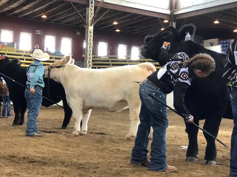 missouri-state-fair-cattle-judging-missourinet-photo