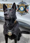 st-clair-sheriff-dog