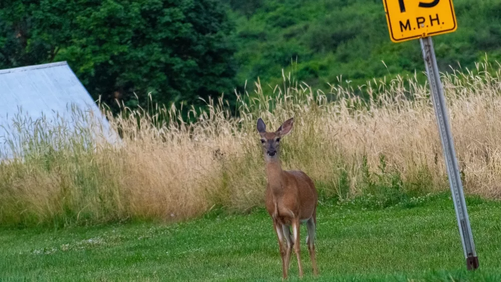 whitetaildeernearroadsign