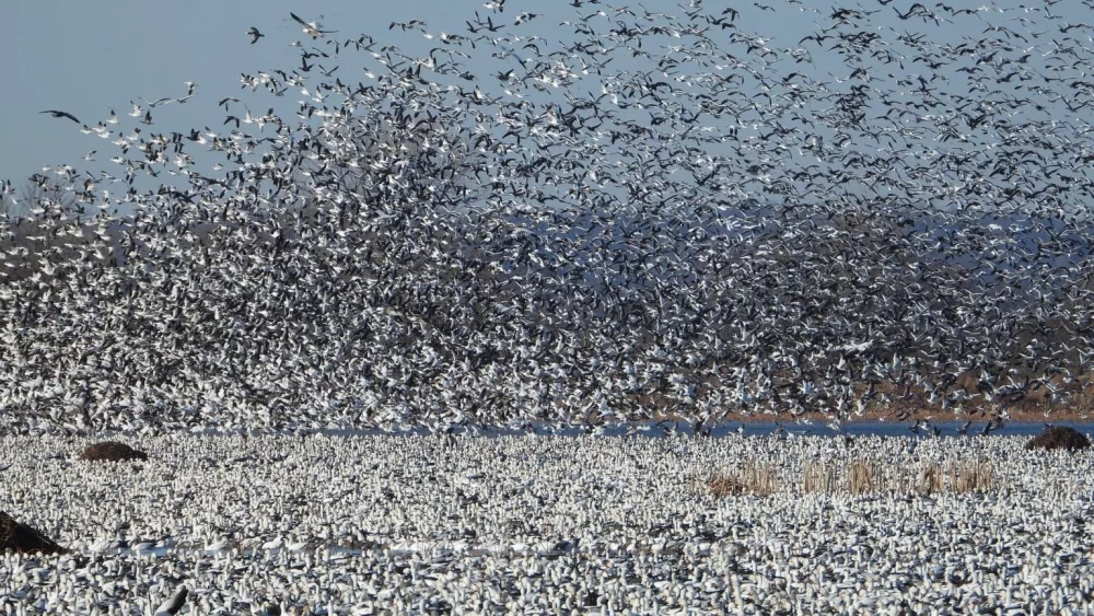 snow-geese-loess-bluff-february-2023