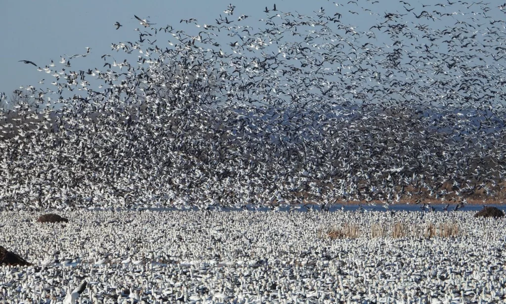 snow-geese-loess-bluff-february-2023