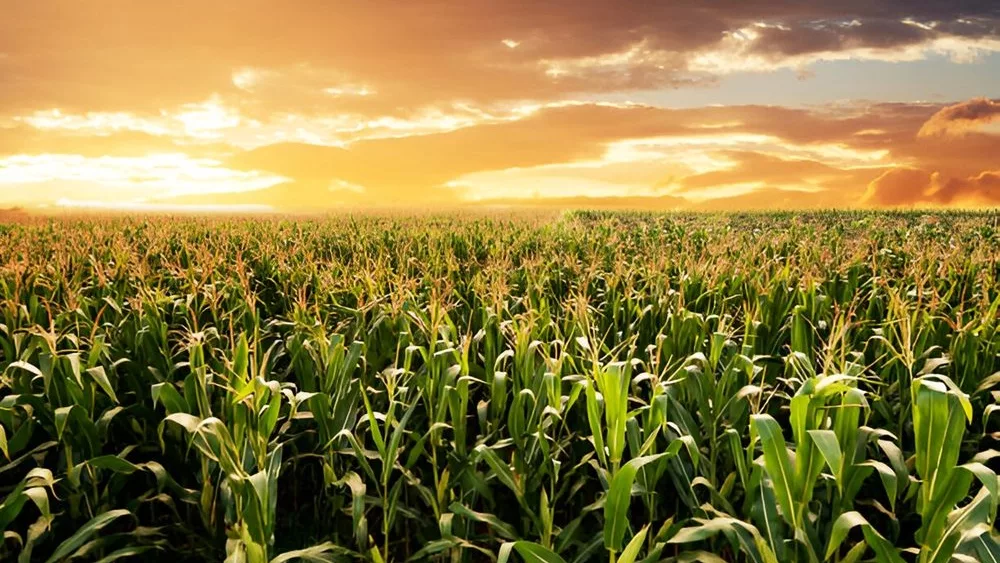 sunriseoverthegreencornfieldrowsofyoungcorn