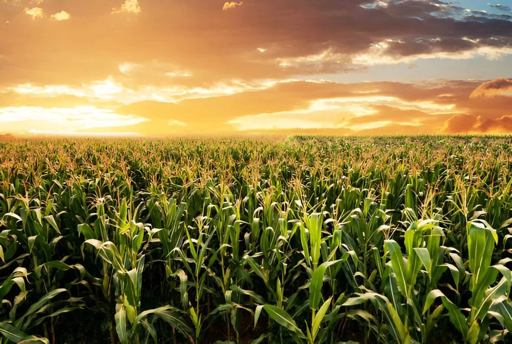 sunriseoverthegreencornfieldrowsofyoungcorn