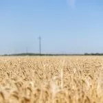 wheat-18-150x150212137-1