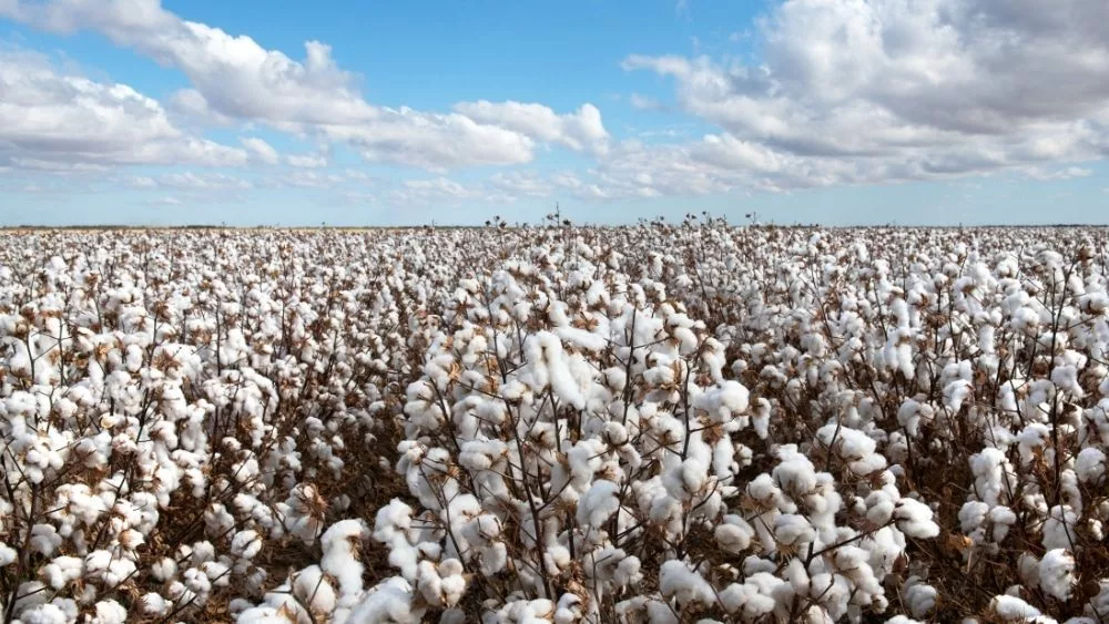 cotton