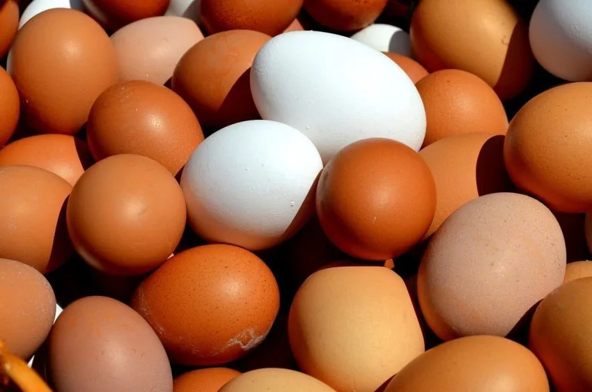egg-2580904_1280-850x563556500-1