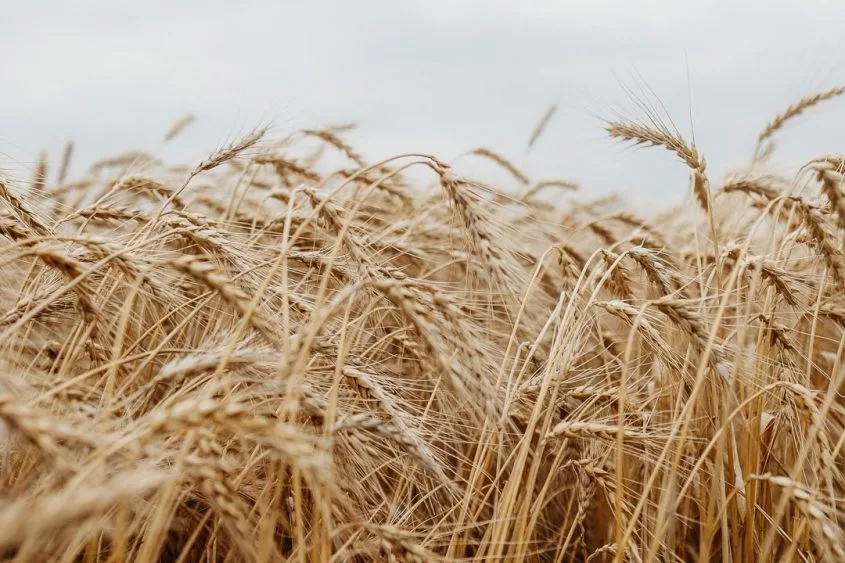 wheat-2-845x563247430-1