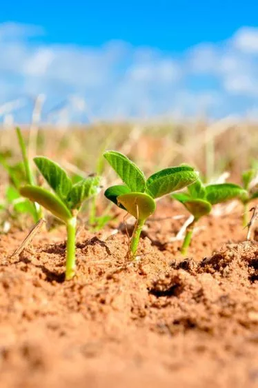 soybeans-1543076_1920-2-374x563182453-1
