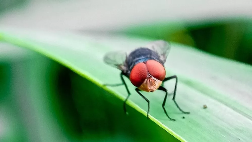 new-world-screwworm-1000x563665161-1