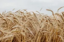wheat-2-845x563393463-1