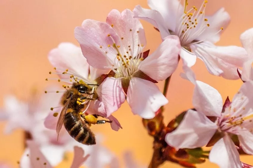 bee-5219887_1280-846x563409143-1