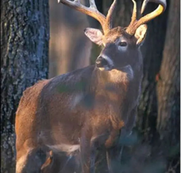 mdc-deer-2