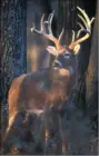 mdc-deer-2