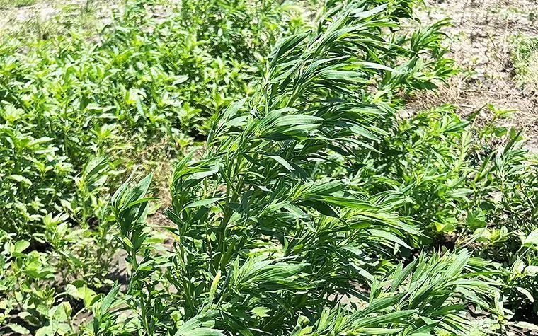 20250624-kochia-cropped996022