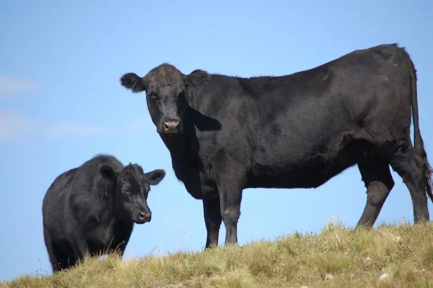 Two black Angus cattle^ one adult and one calf^ standing on a grassy hill under a clear blue sky.