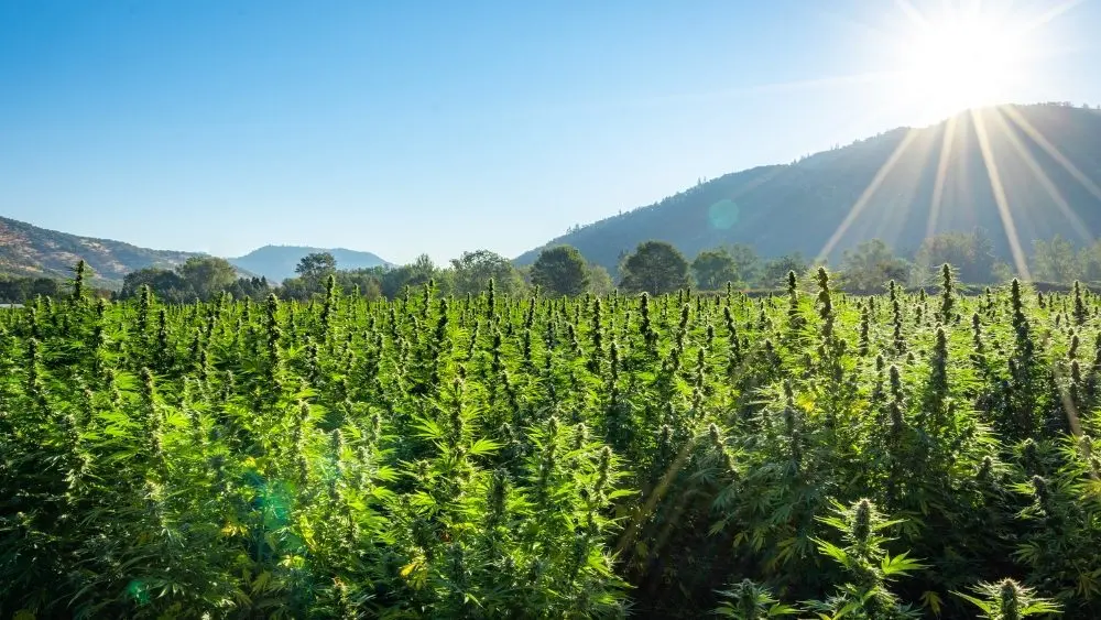 web-photo-template-onecms-1000-x-563-px-7101467