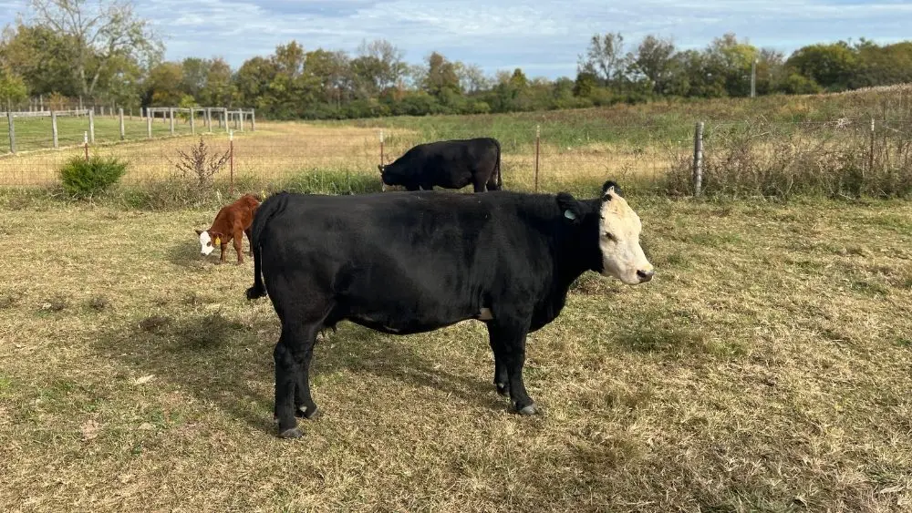 Photo courtesy of Jesse Allen