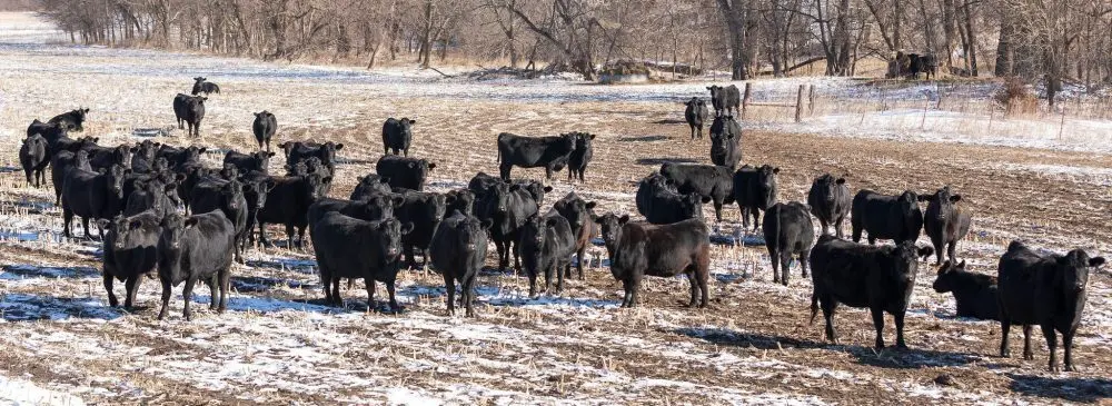 anguscowsinsnowhoriz-1000x365806968-1