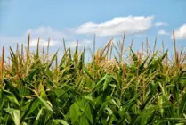 corn-65304_1280-841x563906416-1