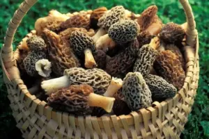 morel-mushrooms
