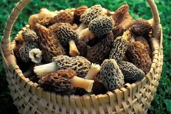 morel-mushrooms