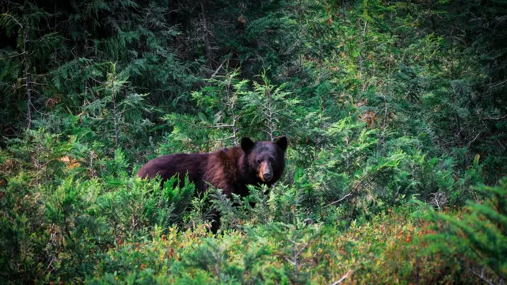 blackbearinforestunderbrushbanffnationalparkcanada