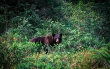 blackbearinforestunderbrushbanffnationalparkcanada